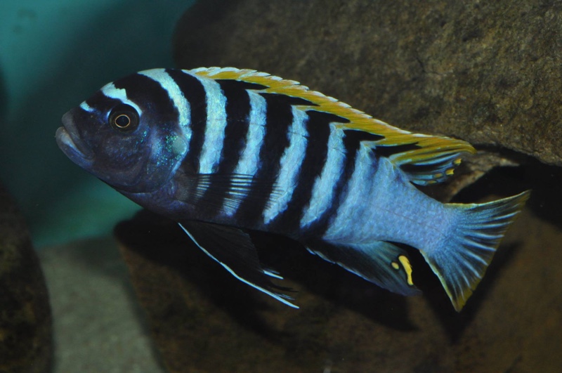 Cynotilapia zebroides 'Likoma Island'